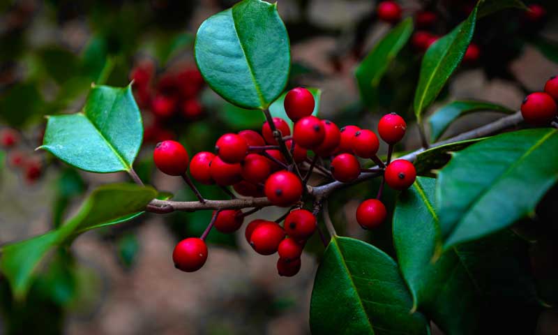 American holly evergreen tree with berries