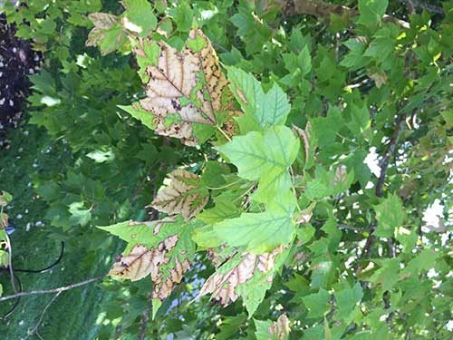 Example of anthracnose fungal disease affecting a tree’s leaves with brown blotches.