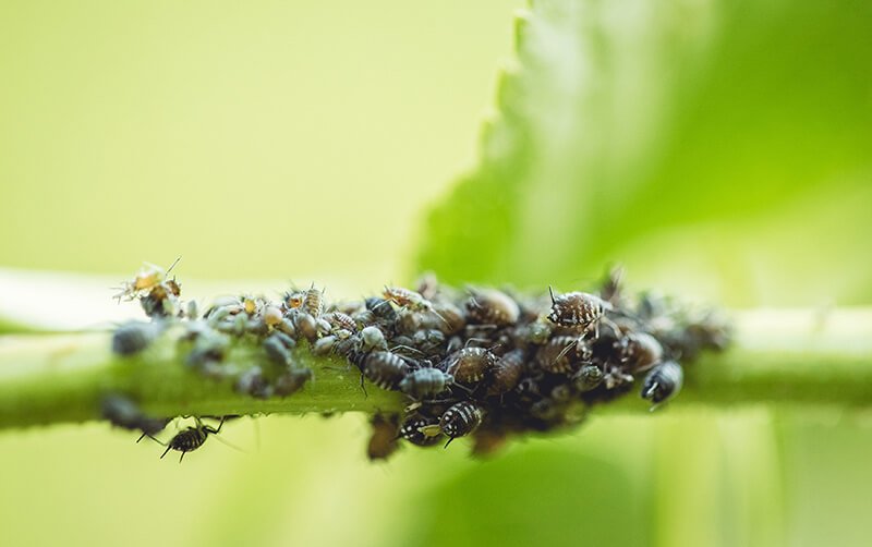 How to Identify & Get Rid of an Aphid Infestation | Trees Unlimited