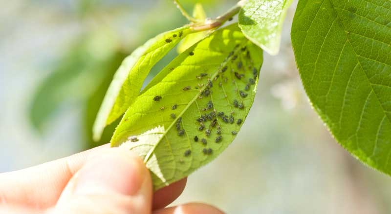 An aphid infestation on a tree leaf