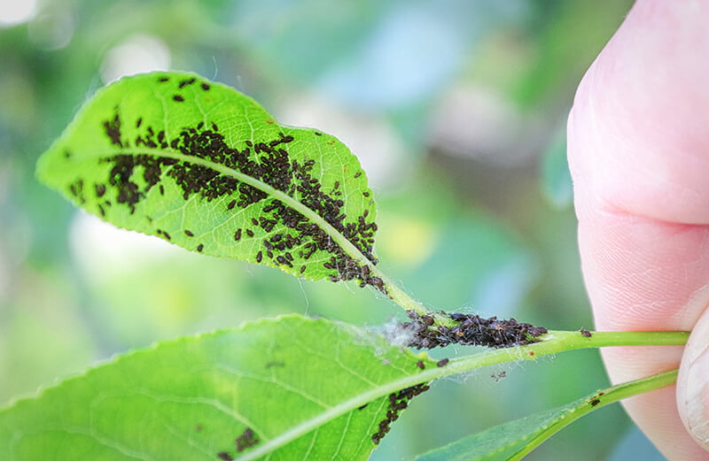How to Control Aphids Naturally and Effectively