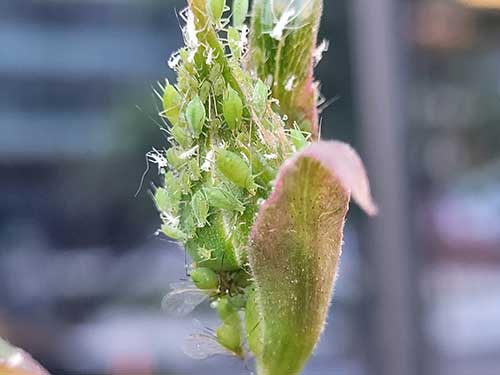 A mass of aphids feeding on the sap of a plant.