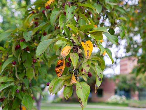 Leaves turning yellow and curling on a crabapple tree with apple scab fungal disease caused by venturia inaequalis.