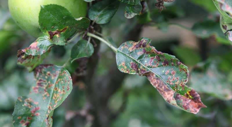 Close-up of apple tree leaves showing brown and black spots, a common sign of apple scab disease