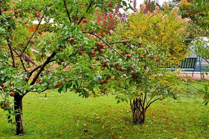 Jednoduché ovocné stromy na pestovanie v nj
