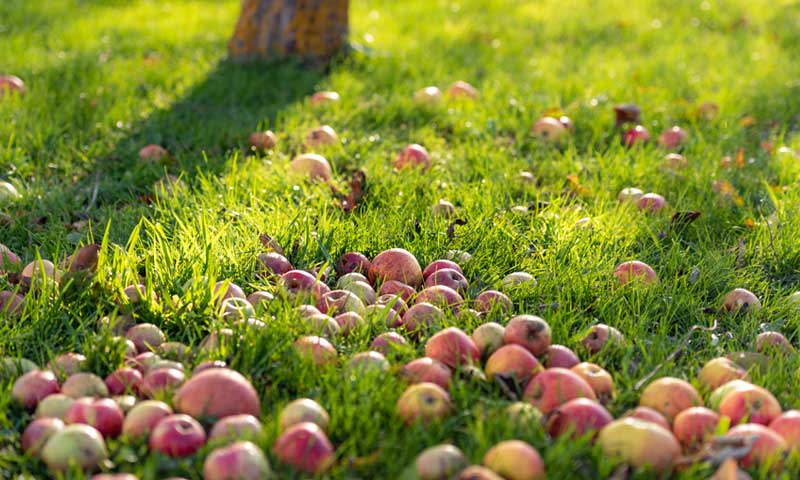 Many fallen apples litter a lawn