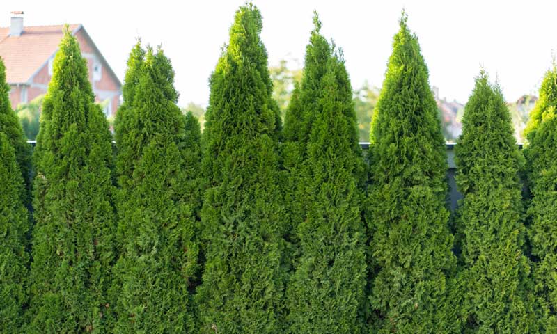 Privacy hedge of fast-growing arborvitae evergreens