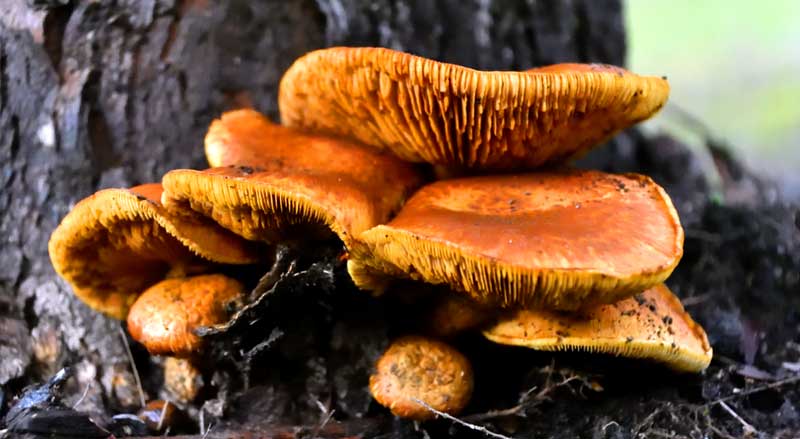 Honey mushrooms on tree base point to root rot