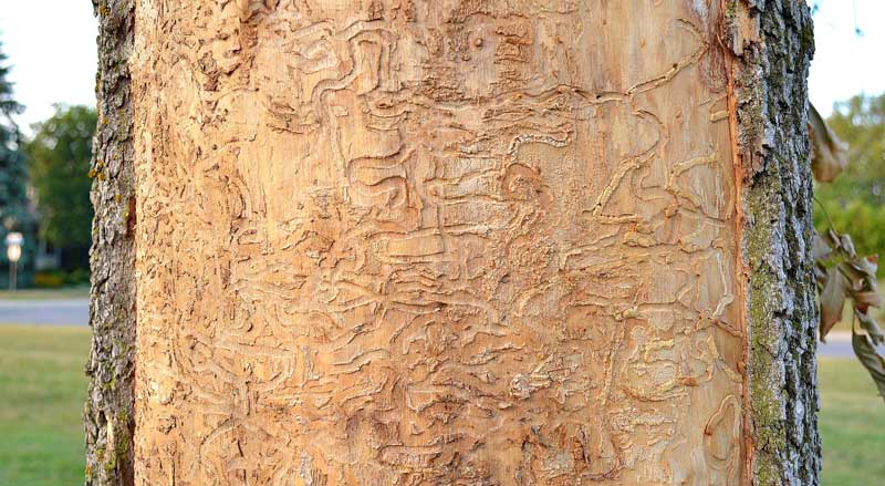 Signs of emerald ash borer damage to an ash tree