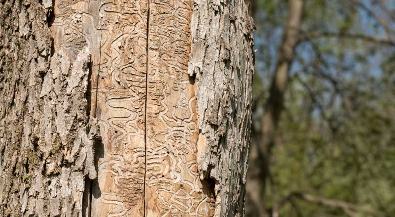 Ash tree bark with winding larval galleries caused by emerald ash borer infestation