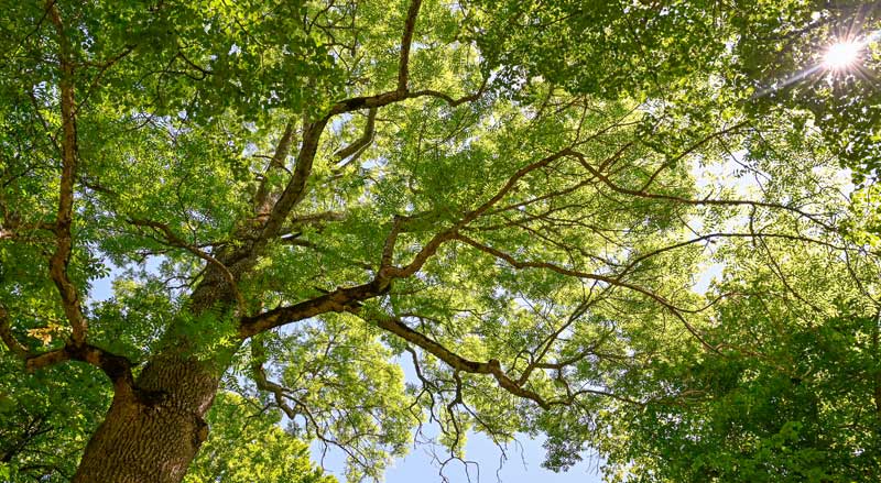 A view up into the canopy of an ash tree