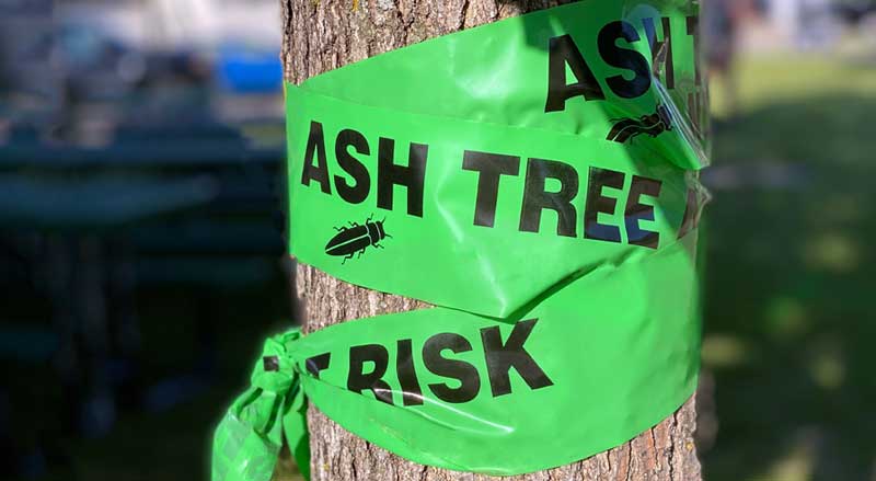 A treated ash tree wrapped with a warning banner