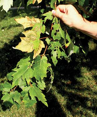 Bacterial leaf scorch or BLS affecting a red maple tree.
