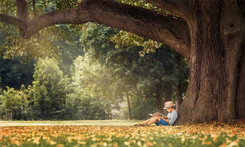 Young boy in shorts and hat reading under a big tree in summer