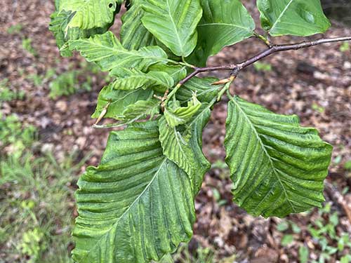 An example of beech leaf disease or BLD on an American beech tree.