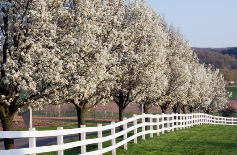 Best Trees for Small Spaces in New Jersey Trees Unlimited NJ