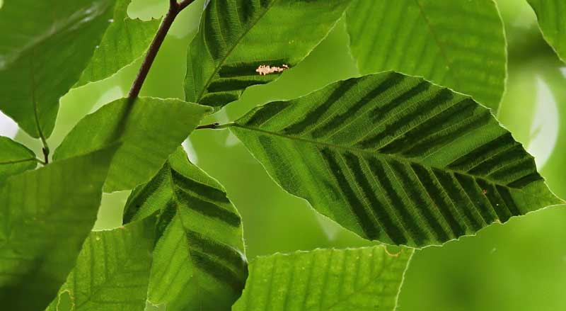 Green beech tree leaves with dark banded stripes, a symptom of beech leaf disease