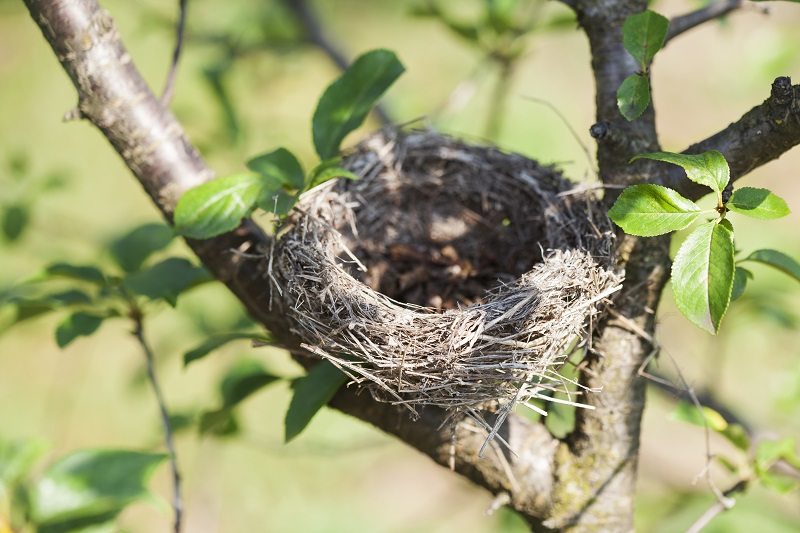bird nest tree