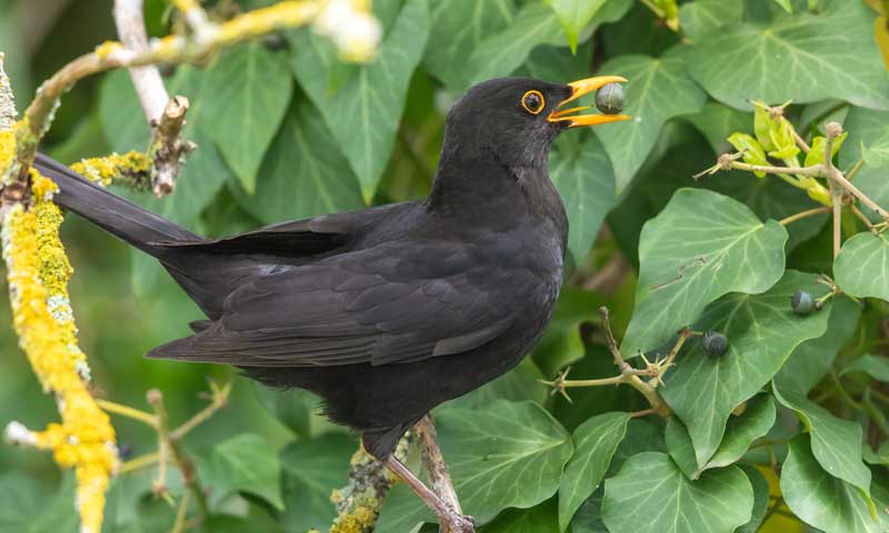 A black bird with an ivy vine berry in its mouth