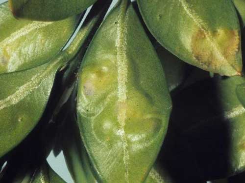 A closeup image of blisters on boxwood leaves caused by leafminer larvae.