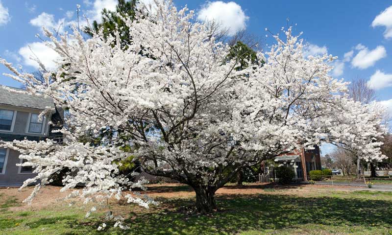 A Bradford pear tree in full bloom