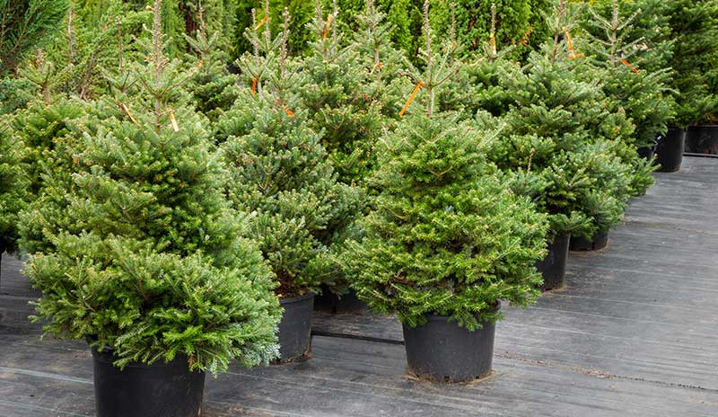 Rows of potted evergreen trees on a wooden floor