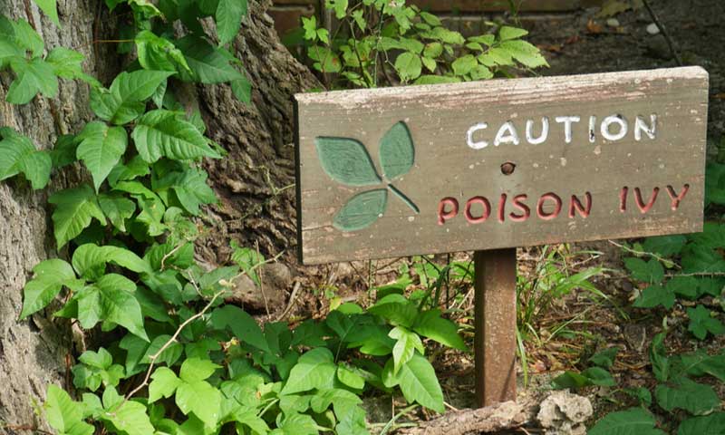 A sign warning that poison ivy is growing on the tree
