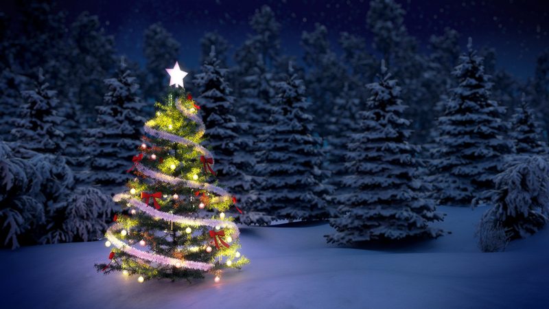 Read more about the article How to Choose a Christmas Tree for Your Holiday Season