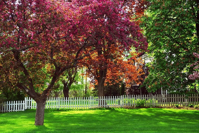 Read more about the article Trees – Added Color to Our Lives