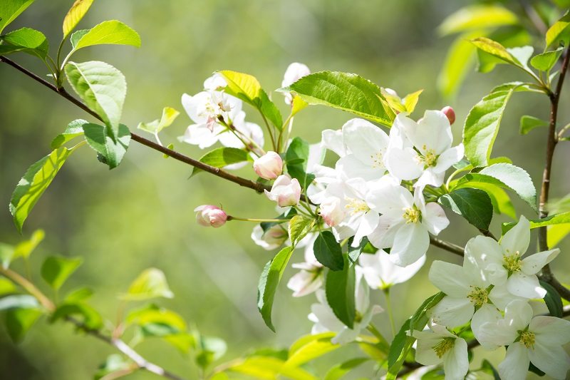 white crab apple flowers Trees Unlimited