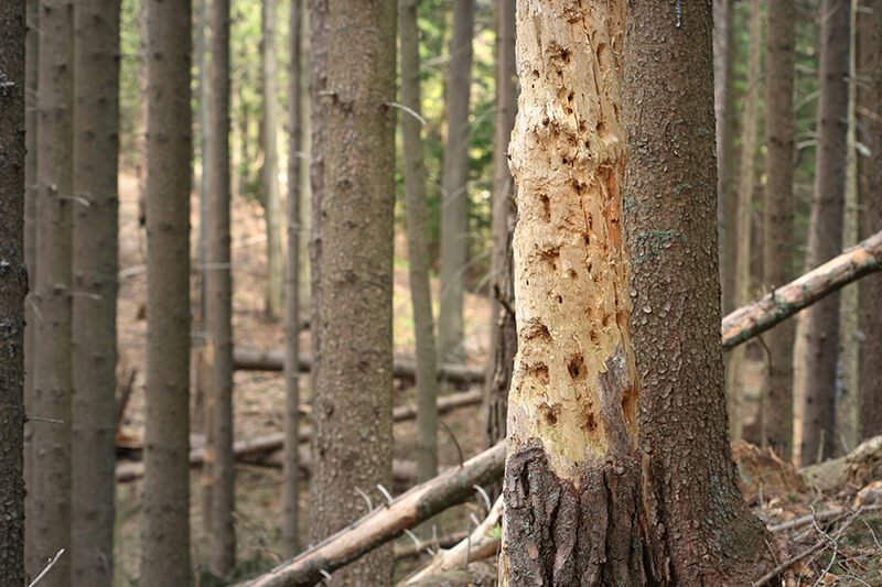 Read more about the article How Do I Recognize When A Tree Is Sick? What Are The Signs?