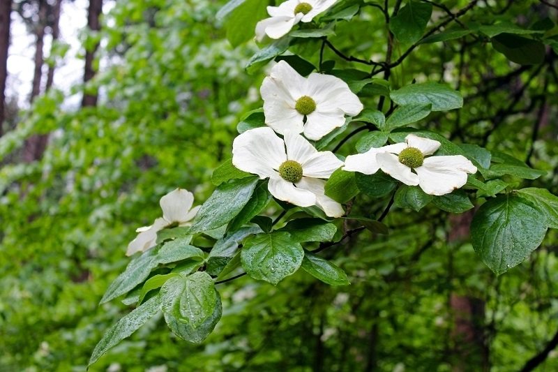 White Pacific Dogwood Trees Unlimited