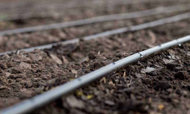 Closeup of a drip irrigation system over mulch