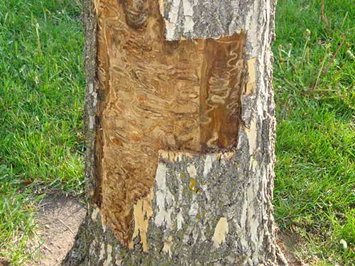 Tunnels on the bark of an ash tree cause by the larvae of emerald ash borers.