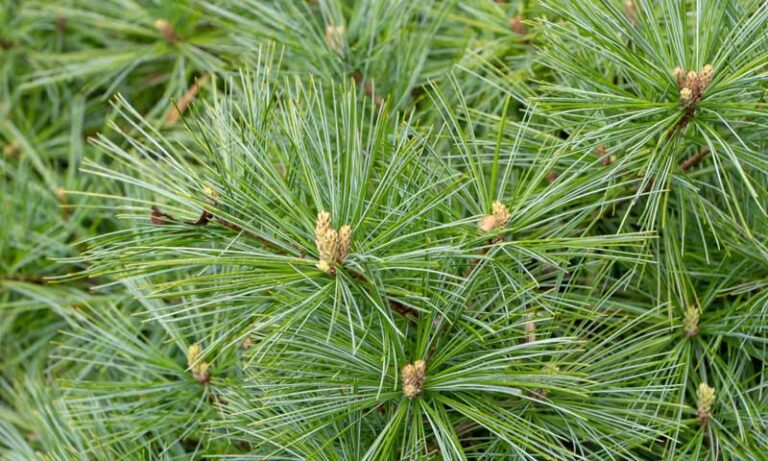 Best Evergreen Trees to Plant in New Jersey