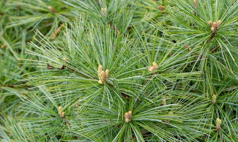 Eastern white pine evergreen tree needles