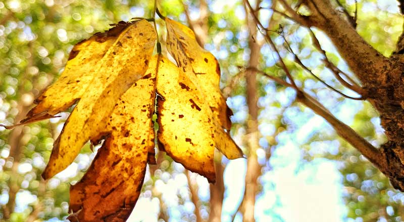 Elm tree leaf turning yellow with brown edges, an early sign of Dutch elm disease