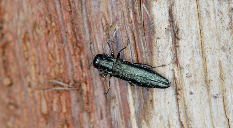 An emerald ash borer beetle on an ash tree