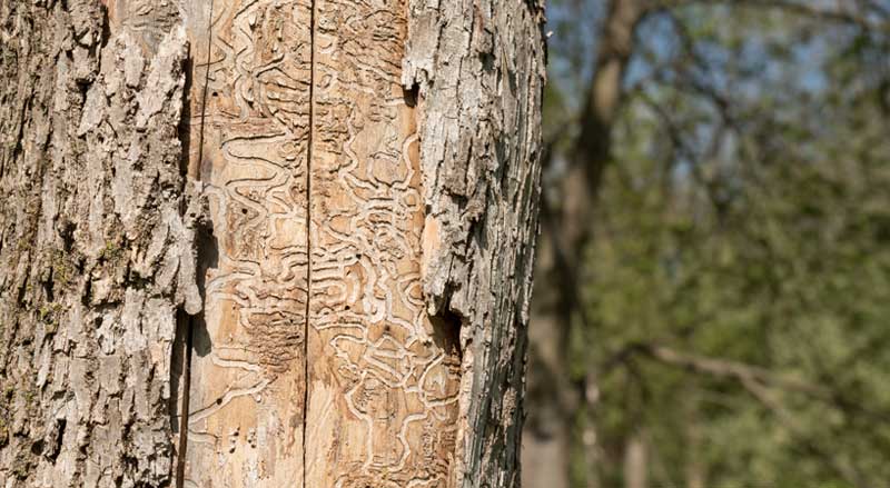 A tree trunk damaged by emerald ash borer larvae.