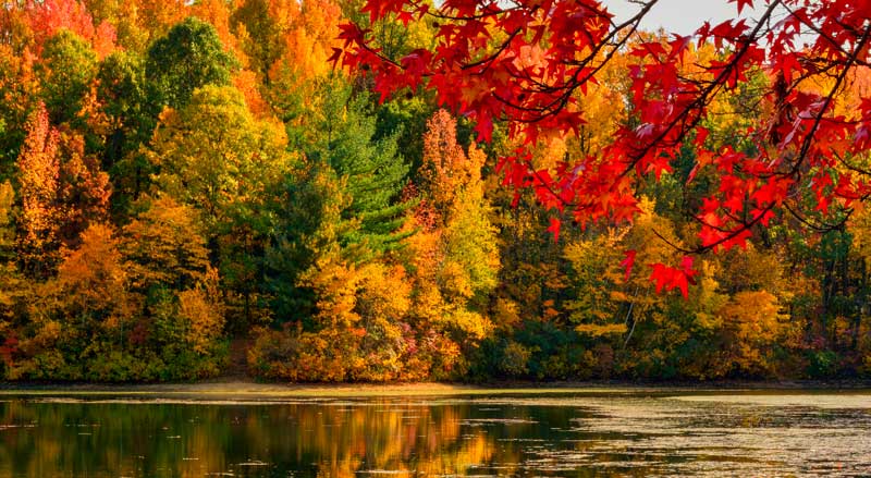 Read more about the article Best Trees in NJ for Fall Color