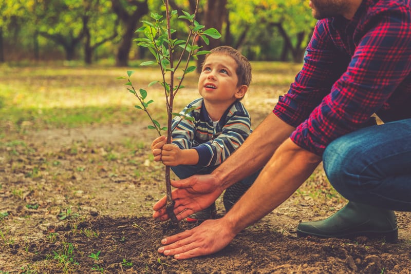 Boy Helping Father Plant a Tree