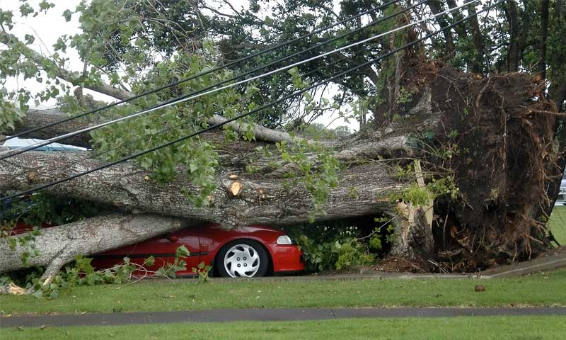 A very large, uprooted tree has fallen on a red car