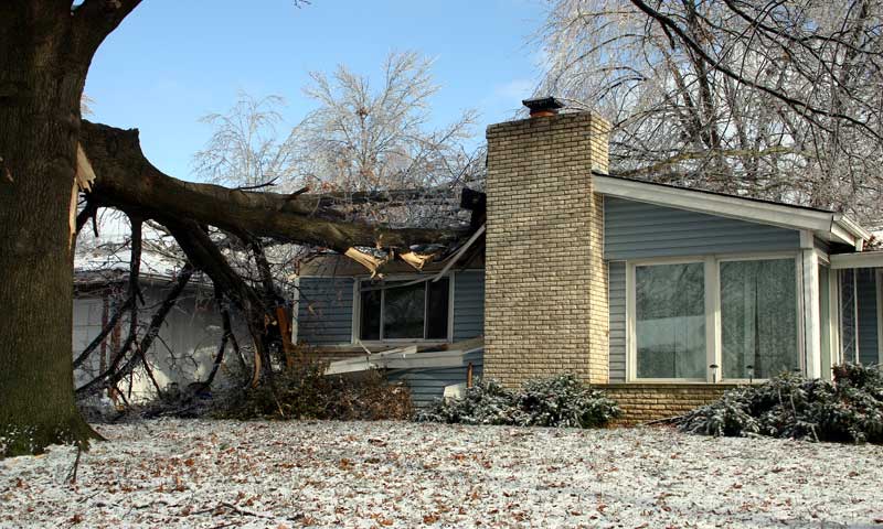 large, fallen tree branch sits on a crushed house’s roof