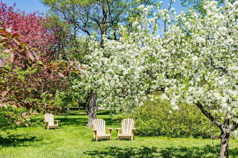 Read more about the article The 5 Top Fruit Trees for New Jersey