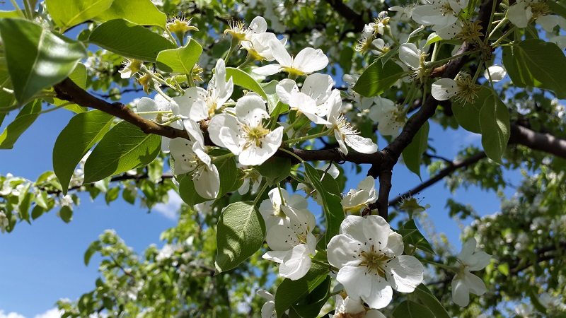 flowering pear tree white