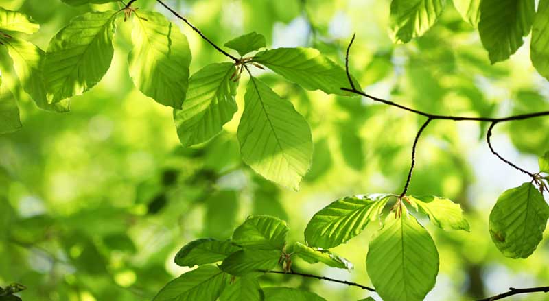 Close-up of beech tree leaves glowing in the summer sun