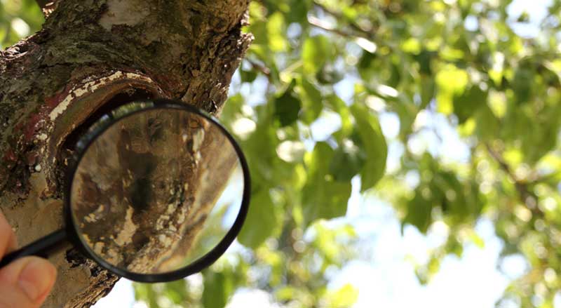 Arborist examining a tree wound with a magnifying glass to detect signs of pests or structural weakness