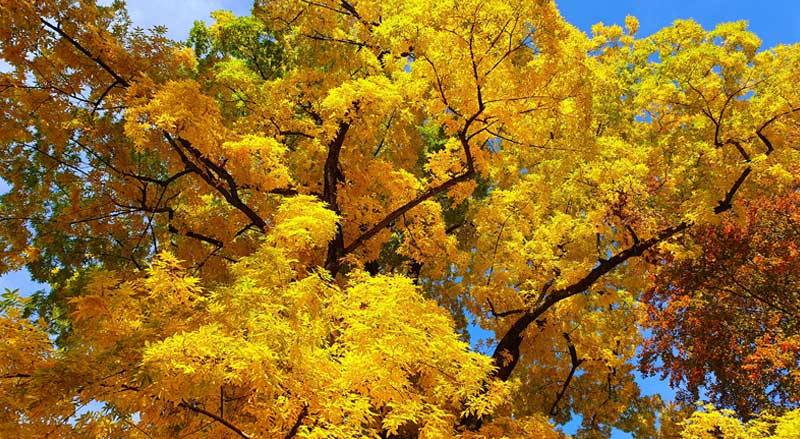 A bitternut hickory tree with vibrant fall foliage