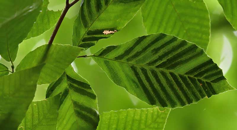 Beech tree leaves displaying early signs of Beech Leaf Disease with distinctive dark banding between leaf veins