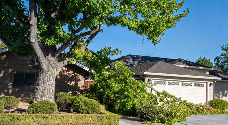 Large tree branch fallen on a residential driveway, emphasizing the importance of proactive tree inspections